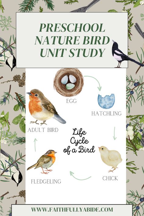 This free bird unit study is perfect for kindergarten and preschool elementary kids. It is a free printable packet. Bird Life Cycle, Bird Study, Make Learning Fun, Free Bird, Unit Studies, Thematic Units, Free Preschool, Unit Study, Nature Birds