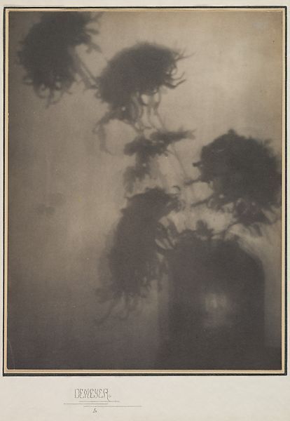 Life Flower, Alfred Stieglitz, Celebrity Photographers, Shadow Pictures, Chrysanthemum Flower, Textured Paper, Abstract Photography, The Shadows, Modern Frames