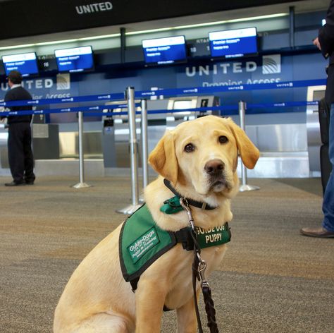 Dogs On Planes, In The Plane, Outdoor Pet Bed, Airline Approved Pet Carrier, State Park Cabins, People Fly, Best Airlines, Dog People, Guide Dog