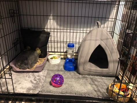 Dog Crate Bunny Cage, Bunny Dog Cage, Diy Rabbit Playpen, Rabbit Cage Ideas Outdoor, Under Bed Bunny Cage, Dog Crate Rabbit Cage, Bunny Cage, Bunny Cage Under Loft Bed, Dog Kennel Rabbit Cage