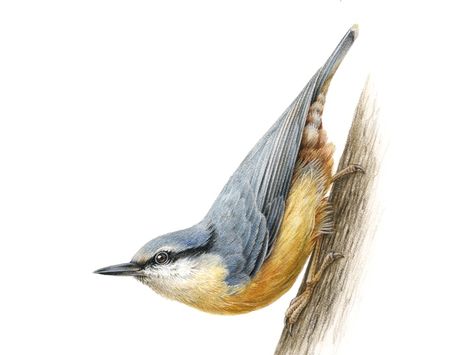 Nuthatch Bird, Bird Watercolor Art, Pencil Inspiration, Bird Watercolor Paintings, Glowing Art, Colored Pencil Techniques, Envelope Art, Watercolour Inspiration, Botanical Illustrations