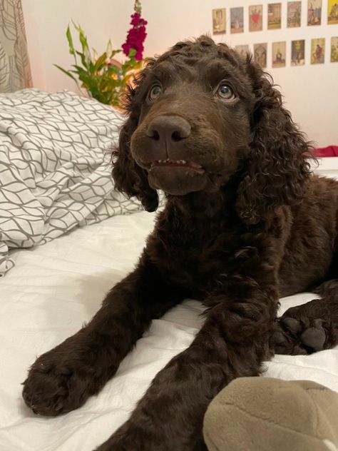 Irish Water Spaniel Puppy, Irish Water Spaniel, Curly Coated Retriever, Water Spaniel, All Breeds Of Dogs, Dog Aesthetic, Breeds Of Dogs, Spaniel Puppies, Sporting Dogs