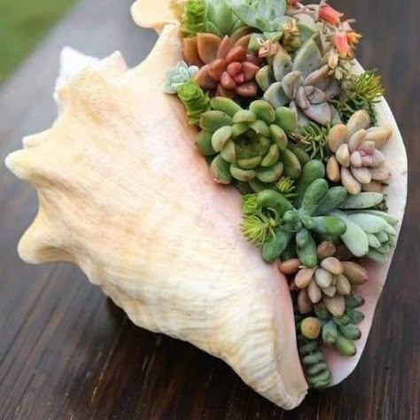 Centerpiece Succulent, Floral Therapy, Shell Wedding, Succulent Bowls, Summertime Crafts, Succulent Planter Diy, Shell Planter, Inside Garden, Succulent Garden Design