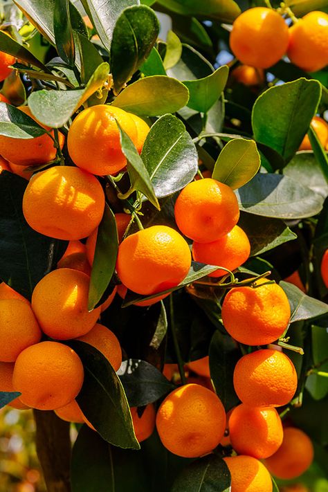 Have you noticed thorny branches on your dwarf mandarin tree? Should you cut them off? Let's see what Sarah has to say... Oranges Reference, Growing Oranges, Nail Designs Orange, Orange Nails Acrylic, Orange Plants, Oranges Fruit, Orange Farm, Mandarin Tree, Perfume Notes