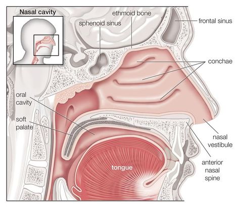 Learn What Your Nasal Turbinates Do for You Nose Diagram, Paranasal Sinuses, Human Respiratory System, Sinus Cavities, Parts Of The Nose, Anatomy Images, Soft Palate, Nasal Cavity, Nasal Passages