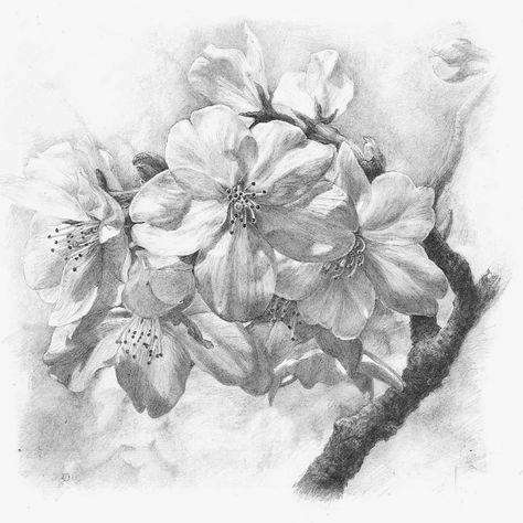 Flower Graphite Drawings, Orchid Pencil Drawing, Flower Charcoal Drawing, Legend Images, Ap Studio Art, Pen Art Drawings, Graphite Drawings, Botanical Drawings, Pen Art