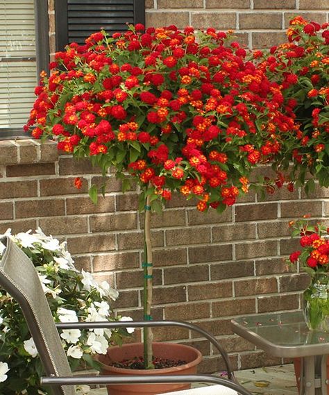 Lantana Tree Bandana Lantana, Lantana Tree, Lantana Plant, Creepers Plants, Urban Garden Design, Patio Trees, Porch Plants, Side Garden, Beautiful Flowers Garden