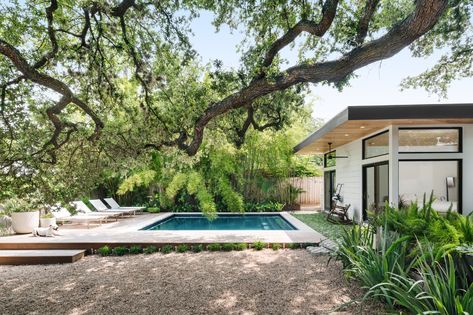 Photo 3 of 11 in A 400-Year-Old Oak Tree Shades a Revitalized Midcentury Ranch Home in Austin - Dwell Austin Backyard, Midcentury Ranch, Hotel San Jose, Austin Hotels, Mid Century Ranch, Neutral Furniture, Live Oak Trees, Old Oak Tree, House Extension