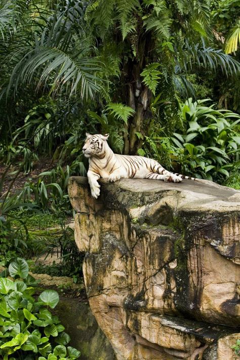 Manifestation House, National Gallery Singapore, Zoo Photography, Zoo Design, Zoo Zoo, Zoo Architecture, Zoo Ideas, Singapore Zoo, Regnul Animal