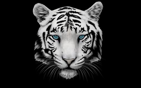 White Tiger and Blue Eyes #tiger white tiger #2K #wallpaper #hdwallpaper #desktop Tiger Desktop Wallpaper, Tiger With Crown, Tiger Wallpaper Iphone, Tiger Spirit Animal, Ed Wallpaper, Tiger Images, Uhd Wallpaper, Tiger Wallpaper, Tiger Pictures