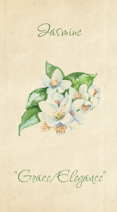 Jasmine Flower