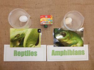 1. Reptile vs. Amphibian Egg Setup Newt Animal, Reptiles Preschool, Reptiles Activities, Amphibians Activities, Animal Classification, Rabbit Cages, Animal Supplies, Reptile Skin, Animal Funny