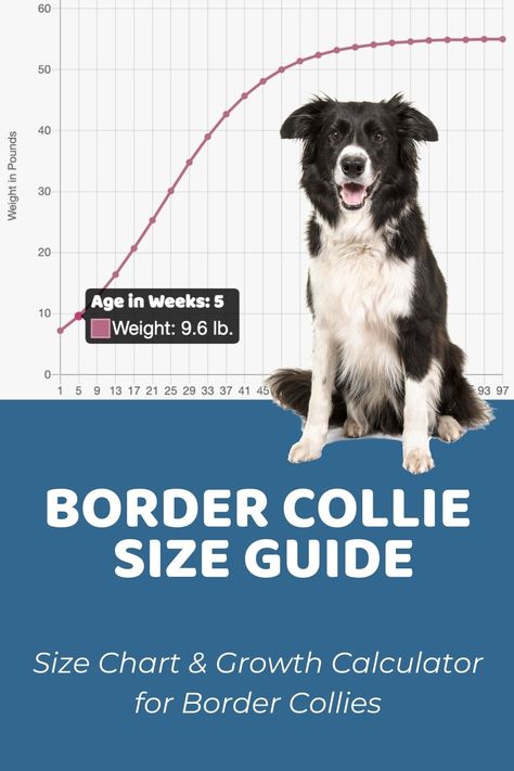 Border Collie Size Guide & Size Chart - Puppy Weight Calculator Puppy Growth Chart, Collie Breeds, Athletic Dogs, Weight Charts, Weight Calculator, Dog Weight, Border Collie Puppies, Collie Puppies, Bearded Collie