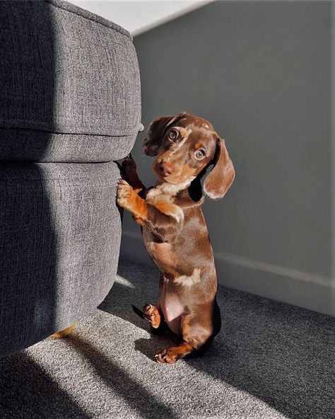 Chocolate Dachshund Puppy, Dappled Dachshund, Smooth Dachshund, Most Cutest Dog, Chocolate Dachshund, Mixed Dog Breeds, Longhaired Dachshund, Dachshund Colors, Dachshund Miniature