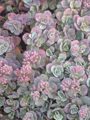 sedumcauticola Sedum Plant, Cactus Rose, Succulent Landscape Design, Spring Hill Nursery, Drought Resistant Plants, Succulent Landscaping, House Updates, Dry Garden, Sun Perennials