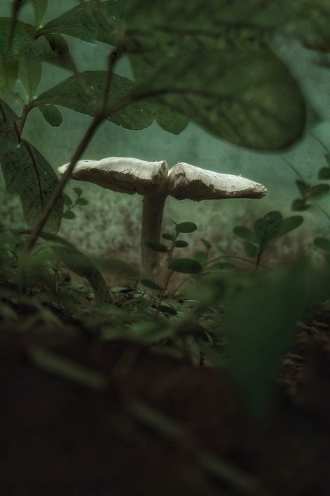 Nature aesthetic wallpaper | mushroom photographs Aesthetic Wallpaper Mushroom, Wallpaper Mushroom, Nature Aesthetic Wallpaper, Nature Wallpapers, Nature Aesthetic, Nature Wallpaper, Aesthetic Wallpaper, Aesthetic Wallpapers, Forest