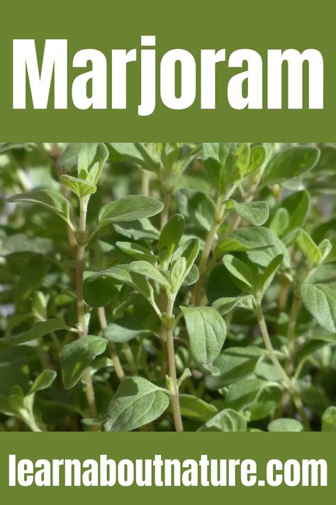 Marjoram Botanical Names, Origanum Majorana, Southern Turkey, Perennial Shrubs, About Nature, Aromatic Herbs, Wild Plants, Marjoram, Meal Planner