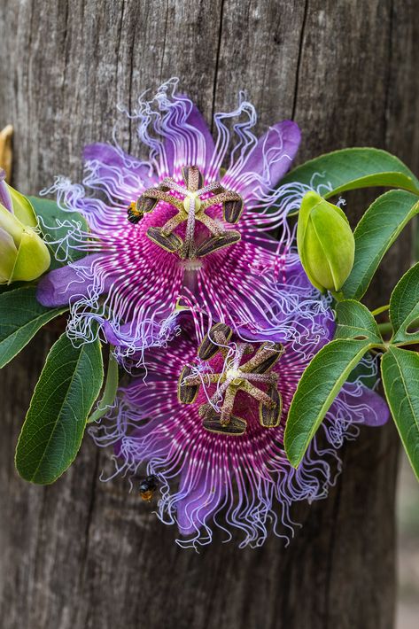 https://flic.kr/p/FQygLu | Passiflora cincinnata Mast. Strange Flowers, Garden Aesthetic, Unusual Plants, Unusual Flowers, Airbrush Art, Rare Flowers, Unique Plants, Passion Flower, Flowering Vines