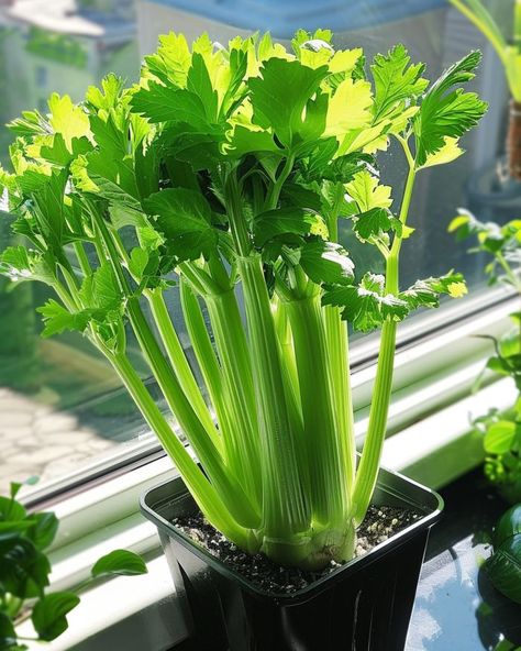 How To Grow Vegetables At Home, Planting Celery, Regrow Celery, Grow Celery, Celery Plant, Growing Celery, Gardening Tricks, Growing Vegetables In Pots, Small Vegetable Gardens