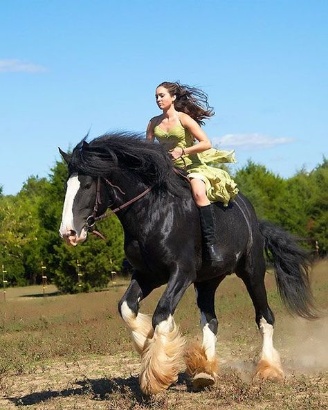 Largest Horse Breed, Cow Boys, Shire Horse, Clydesdale Horses, Big Horses, Most Beautiful Horses, Friesian Horse, Majestic Horse, Clydesdale