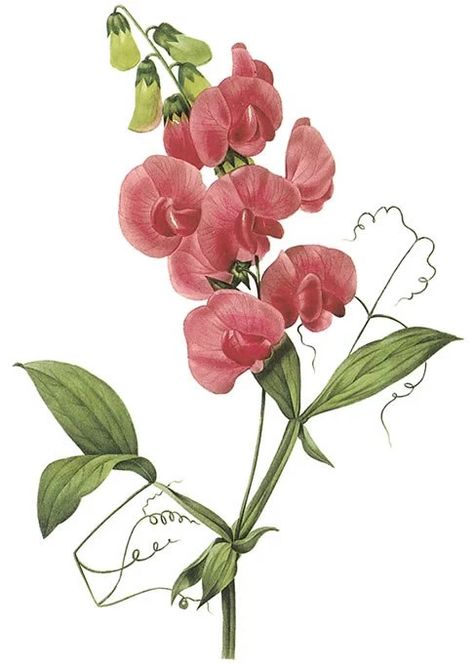 The Tendrils of the Sweet Pea | silkannthreades Pink Perennials, Vintage Clipart, Sweet Pea Flowers, Illustration Botanique, Pea Flower, Vintage Botanical Prints, Antique Illustration, Botanical Poster, Illustration Vintage