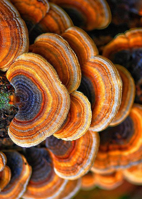 Mushroom Fungi, Natural Forms, Patterns In Nature, Science And Nature, Amazing Nature, Natural Wonders, 그림 그리기, Nature Beauty, Natural World