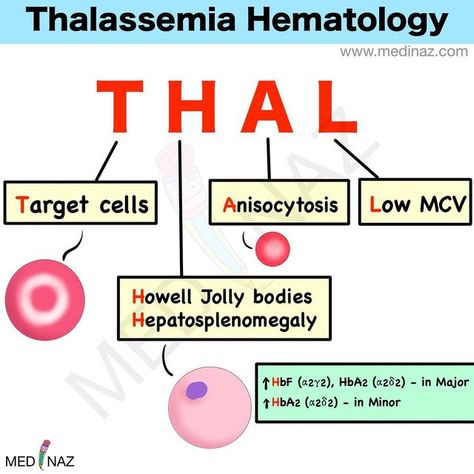 Medinaz Academy on Instagram: "Thalassemia Hematology ✅" Hematology Mnemonics, Hematology Notes, Ascp Exam, Body Knowledge, Med Notes, General Medicine, Medical Laboratory Technician, Learn Biology, Doctor Of Nursing Practice