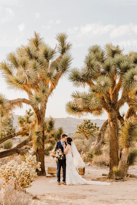 A bride and groom kissing under two large Joshua Trees Wedding Joshua Tree, Jt Photoshoot, Joshua Tree Wedding Photography, Womens Event, Joshua Tree Camping, Desert Weddings, Desert Shoot, Joshua Tree Desert, Joshua Tree Park