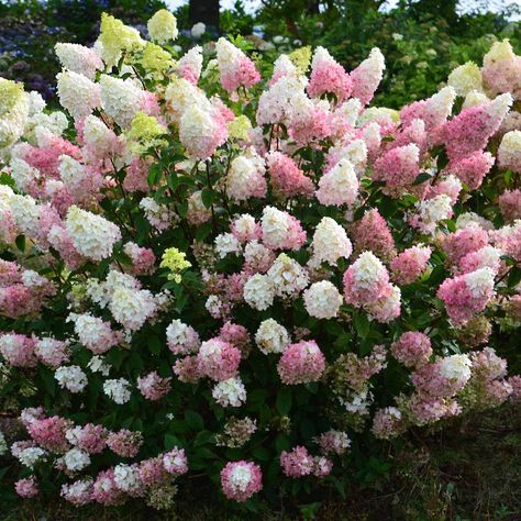 Shrubs have come a long way since the days of 'blink and you'll miss seeing it bloom' forsythias. Advances in plant breeding have resulted in some outstanding woody plants worthy of a choice spot in your garden. Here are some sparkling shrubs to consider. Strawberry Sundae Hydrangea, Blushing Bride Hydrangea, Flower Hedge, Types Of Hydrangeas, Strawberry Sundae, Hybrid Tea Rose, Plant Breeding, Mediterranean Plants, Hydrangea Paniculata