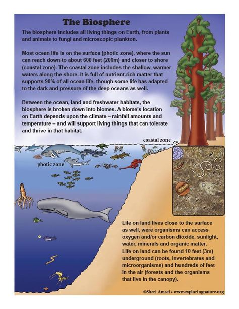 Learn about Earth Systems, Ecology and the Biosphere on Exploringnature.org Biosphere Project, Environmental Health And Safety, Evolutionary Biology, Environmental Health, Baby Life Hacks, Science Units, Poster Colour, Class Projects, Science Classroom