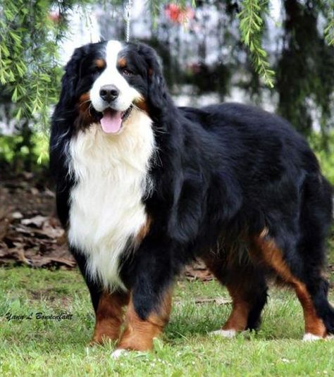 3 bonnes raisons d’adopter… un Bouvier Bernois ! Cute Funny Dogs, Bernese Mountain Dog, Mountain Dogs, Beautiful Dogs, Cuteness Overload, I Love Dogs, Funny Dogs, Best Friends, Dogs