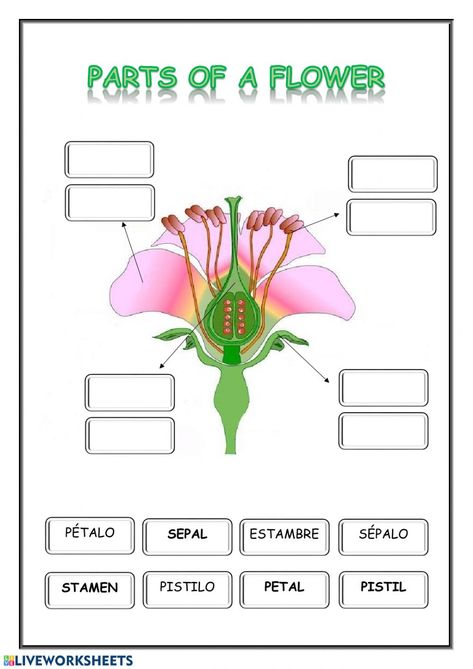 Parts Of Flower Worksheet, Flower Reproduction, Regular And Irregular Verbs, Worksheets For Grade 3, Simple Past Tense, Parts Of A Flower, Seventh Grade, Eighth Grade, Science Curriculum