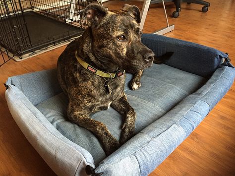 DIY Ombre Denim Dog Bed | CarissaKnits.com Dog Bed Diy Large, Denim Dog Bed, Dog Beds Homemade, Kingdom Vbs, Repurposed Jeans, Animal Bed, Ombre Denim, Diy Pet Bed, Dog Bed Modern