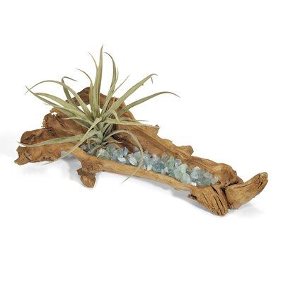 Bookcase Entryway, Driftwood Art Diy, Driftwood Projects, Air Plant Display, Driftwood Sculpture, Driftwood Decor, Driftwood Crafts, Wood Logs, Artificial Succulents