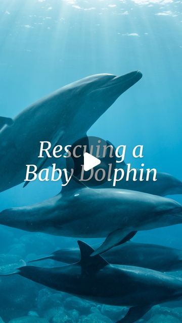 Winter The Dolphin, Baby Dolphin, Baby Dolphins, Happy Families, Ocean Animals, Sea Creatures, Beautiful World, Animal Rescue, Dolphins