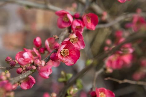 Chaenomeles japonica Quince Shrub, Shrubs For Shade, Chaenomeles Japonica, Shade Loving Shrubs, Japanese Quince, Low Growing Shrubs, Soil Types, Shade Shrubs, Autumn Leaf Color