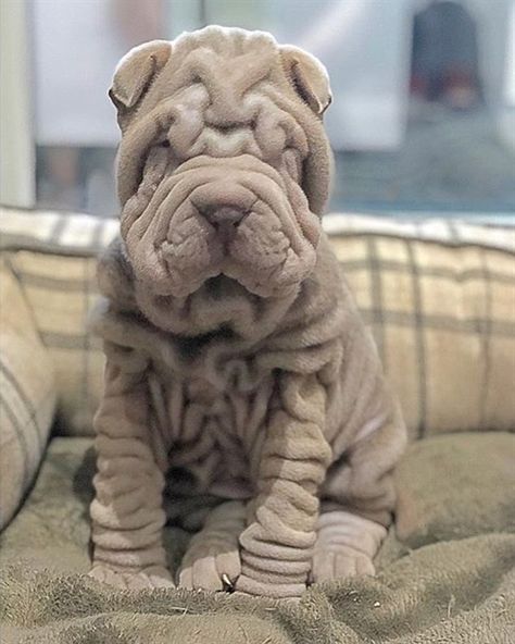 Shar Pei on Instagram: “🥐🥐🥐 @dylanthesharpei #sharpeilove #sharpeilovers #sharpeipuppy #sharpeiuk #sharpeioftheday #sharpeiclub #sharpeisoftheworld #chinesesharpei…” Wrinkly Dog, Shar Pei Puppies, Shar Pei Dog, Chinese Shar Pei, Really Cute Puppies, Shar Pei, Poodle Puppy, Cute Dogs And Puppies, Adorable Pets