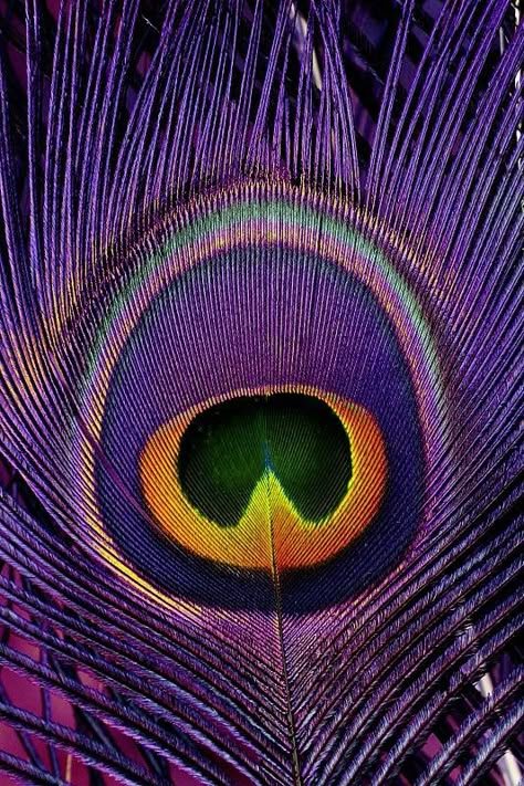 Peacock Metal Art, Peacock Eyes, Peacock Feather Art, Purple Magic, Colorful Peacock, Purple Peacock, Color Peacock, Peacock Colors, Peacock Decor