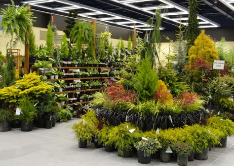 PLANT CENTER DISPLAYS FOR RETAIL | And I like their display fixture, so easy to see all the plants! Northwest Flowers, Garden Center Displays, Plant Display Ideas, Center Point, Garden Nursery, Better Homes And Garden, Garden Store, Garden Show, Room With Plants