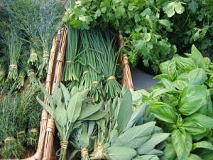 Types Of Herbs, Herb Farm, Farm Business, Market Garden, Farm Market, Culinary Herbs, Indoor Herb Garden, Growing Herbs, Drying Herbs