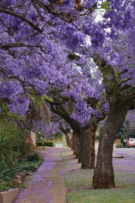 Light Purple Trees, Jacaranda Trees, Jacaranda Tree, Pretty Trees, Purple Trees, Tree Seeds, Unique Trees, Shade Trees, Colorful Trees