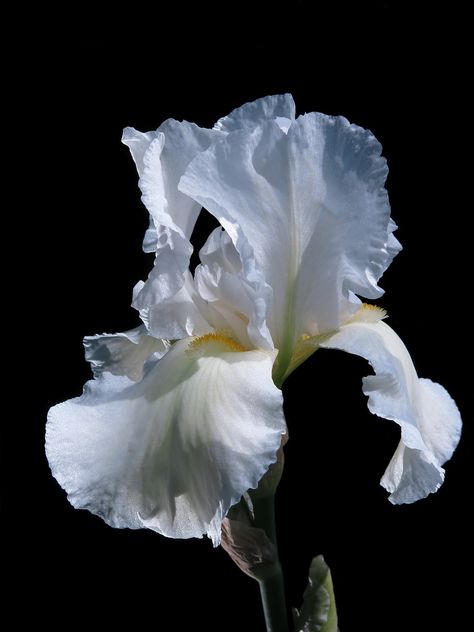 Haute-Bartiris Iris Fleur - Photo gratuite sur Pixabay White Iris, Bearded Iris, Floral Photography, Iris Flowers, Little Garden, Irises, Bw Photo, Natural Forms, Flower Illustration