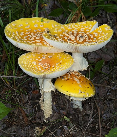 Fly Amanita (Amanita muscaria, possibly var. formosa) by Jim Petranka Fly Amanita, Grayson Highlands, Mushroom Images, Yellow Mushroom, Mushroom Pictures, Amanita Muscaria, Fly Agaric, Slime Mould, Mushroom Fungi