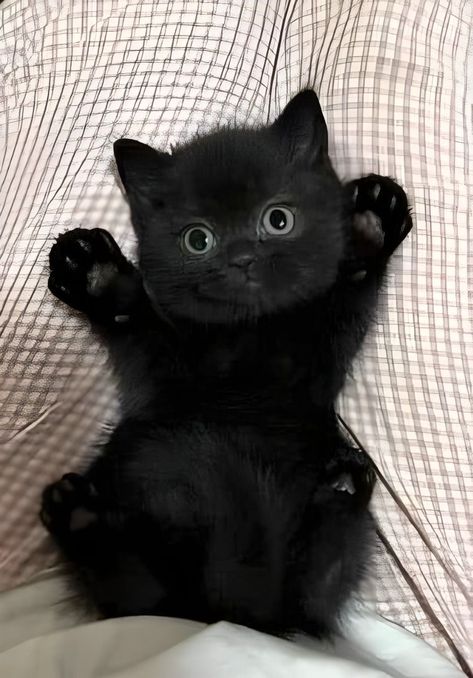 From Meow Madness Marauders Animagus, Cat Type, Black Cat Pictures, Funny Cat Names, Funniest Cat, Cute Little Kittens, Cute Cats Photos, Black Kitten, Cute Black Cats