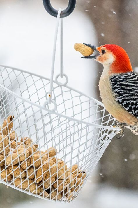 Feeding Birds In Winter, Winter Bird Feeders, Birds In Winter, Backyard Birds Watching, Feeding Birds, Black Oil Sunflower Seeds, Dried Berries, Quick Energy, Migratory Birds