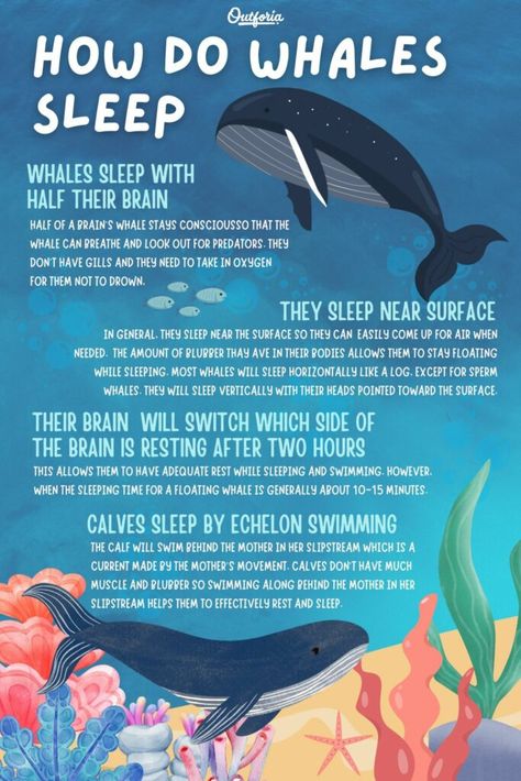 Unlike other sea creatures, whales are mammals and breathe through their lungs. It may sound exhausting, but did you know that whales sleep with only half of their brain? Check out Outforia'a article to learn more about how whales sleep. Whale Biology, Cool Sea Creatures, Oceanography Marine Biology, Whale Facts, Sea Explorer, Whales, Homeschool Nature Study, Bullet Journal For Beginners, Healing Codes