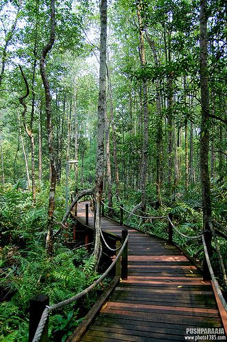 Forest Resort, Jungle Resort, Resort Architecture, Magic Places, Mangrove Forest, Forest Garden, Garden Pathway, Tropical Garden, Beautiful Places To Visit