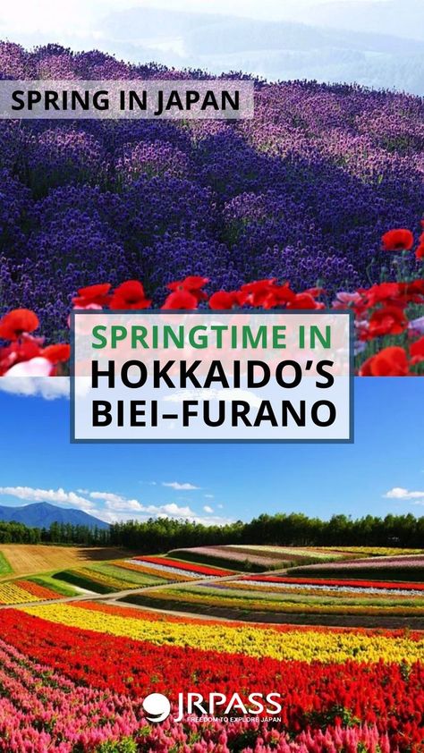 Hokkaido is Japan’s northernmost island and sidles the frosty southeastern part of Russia. As the snow melts, the white expanses begin to reveal a gentler view. In the Biei-Furano area, that means flowers–and plenty of them. #visitjapan #biei #furano #hokkaido #japan #spring #flower #flowers #beautiful #beautifulplace #travel #traveljapan #japantravel #japantrip #jrpasstrip #jrpass #japanrailpass Beautiful Places In Japan, Spring In Japan, Japan Spring, Tokyo Japan Travel, Furano, Hokkaido Japan, Flowers Beautiful, Japanese Flowers, Visit Japan