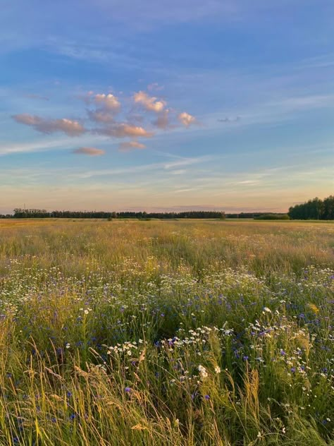 Grassy Field, Grass Field, All The Elements, Pretty Landscapes, Elements Of Nature, Green Landscape, Spring Aesthetic, Nature Aesthetic, Flower Field