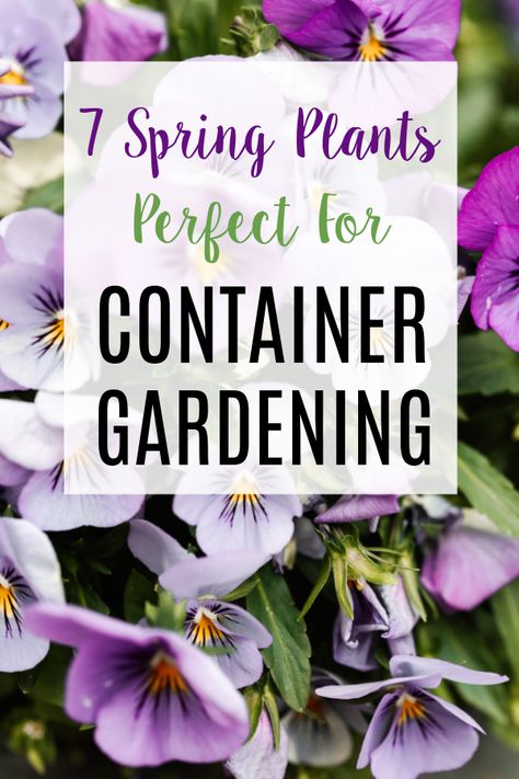 Seven Spring Plants Perfect For Container Gardening Container gardening is a simple way to decorate your porch, patio, or deck with a burst of color from hearty and easy-to-care-for plants. The key is to choose plants that will work well for your particular conditions, such as access to sun and shade. It's also fun to... The post Spring Plants Perfect for Container Gardening appeared first on Simply Amazing Living. Spring Potted Plants, Spring Container Ideas, Spring Container Gardens, Spring Containers, Heat Tolerant Plants, Spring Planter, Seven Springs, Burst Of Color, Gardening Zones